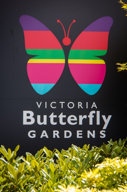 Butterfly Garden