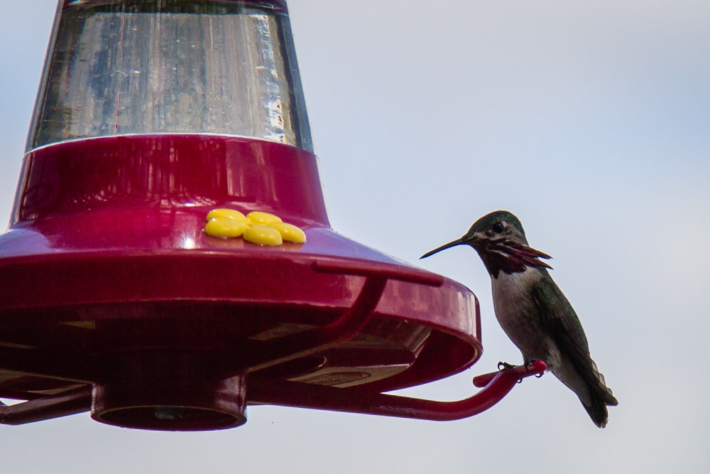 Hummingbird an der Futterstelle (Zuckerwasser)