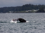 Whalewatching