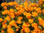 Islandmohn