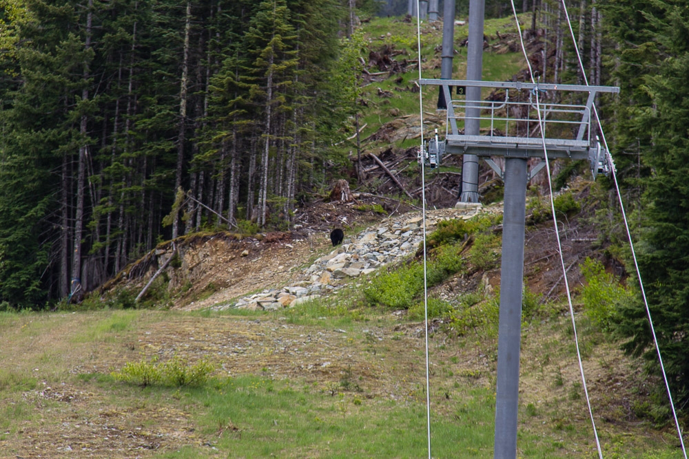 Der kleine schwarze Fleck in der Bildmitte ist unser erster freilebende Bär in Kanada