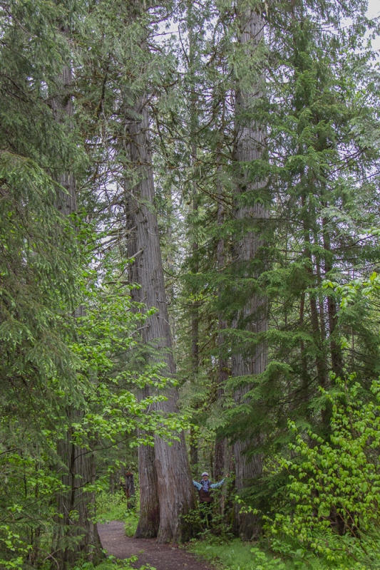 Giant cedar trees