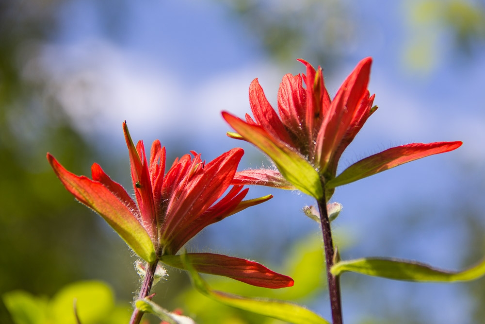 Indian Paintbrush