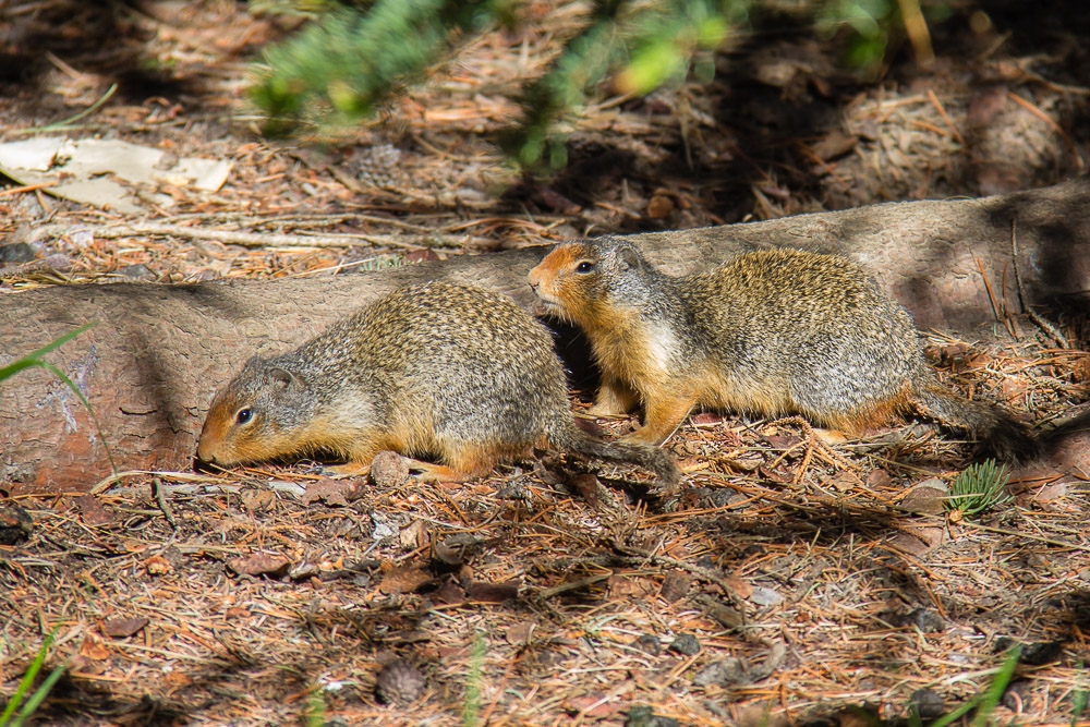 Erdhörnchen