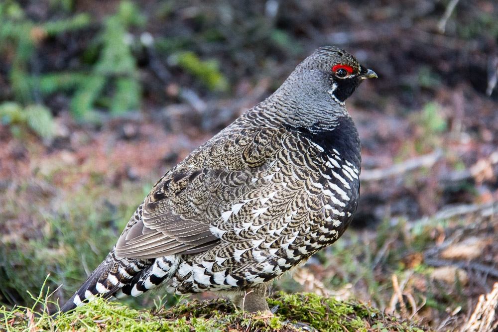 Tannenhuhn Männchen