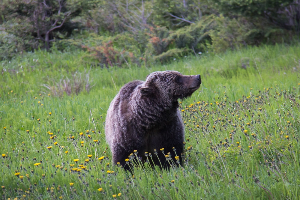 Grizzley