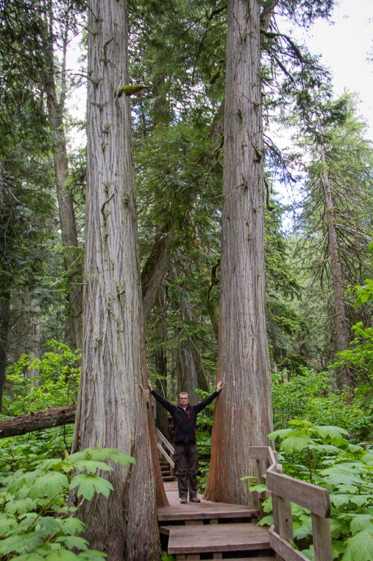 Giant Cedars Tree