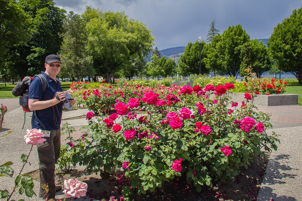 Rosengarten im Stadtpark von Kelowna