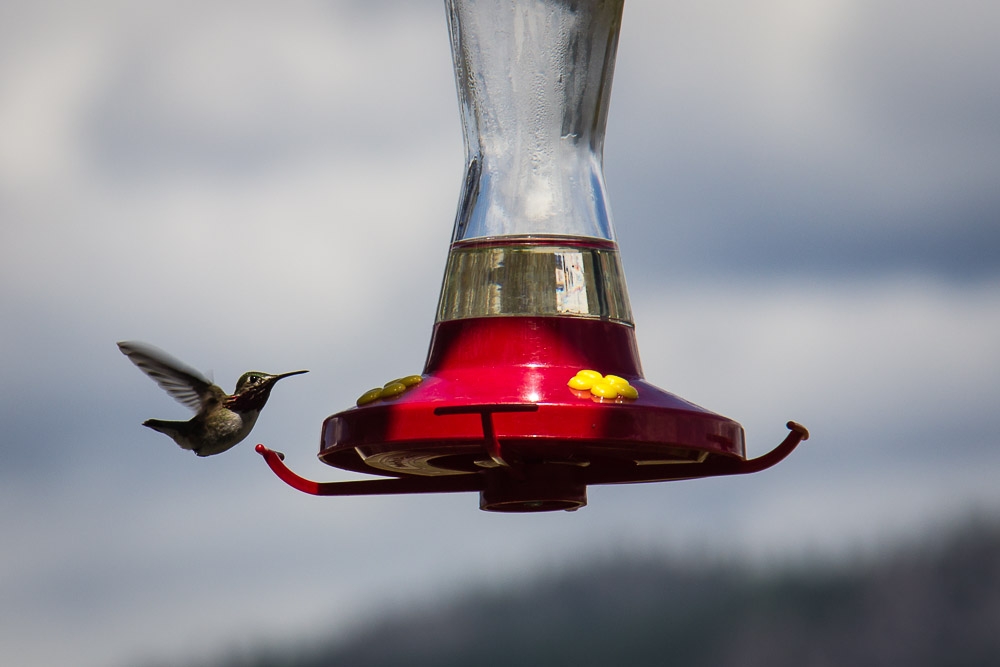 Hummingbird an der Futterstelle (Zuckerwasser)
