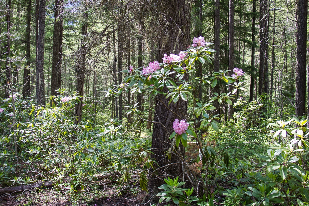 Rhododendron Flat