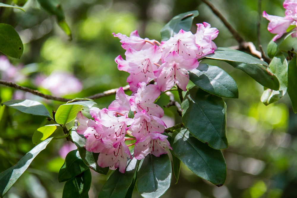 Rhododendron Flat
