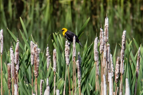 Yellow Headed Blackbird (auf deutsch: Gelbkopf-Schwarzstärling)