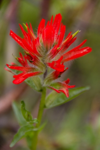 Indian Paintbrush