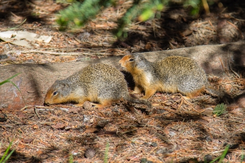 Erdhörnchen