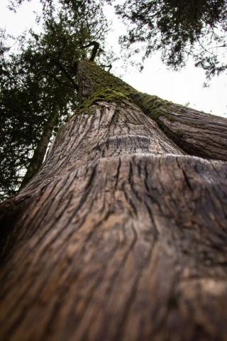 Giant Cedars Tree