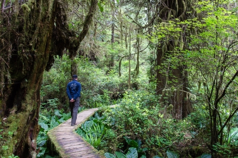 Rainforest Trail