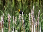 Yellow Headed Blackbird (auf deutsch: Gelbkopf-Schwarzstärling)