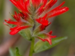 Indian Paintbrush