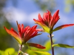 Indian Paintbrush