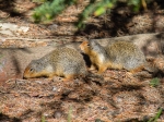 Erdhörnchen