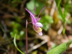 Calypso Orchidee