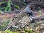 Tannenhuhn Männchen
