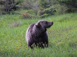 Grizzley