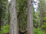 Giant Cedars Tree