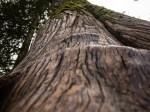 Giant Cedars Tree
