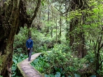 Rainforest Trail