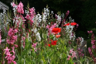 Im Candie Garden