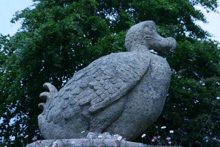 Dodo im Durrell Wildlife Park