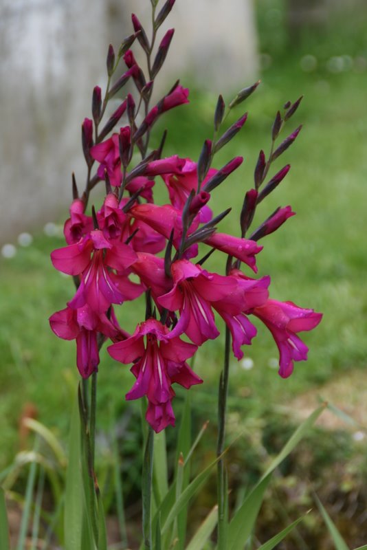 Wilde Form der Iris