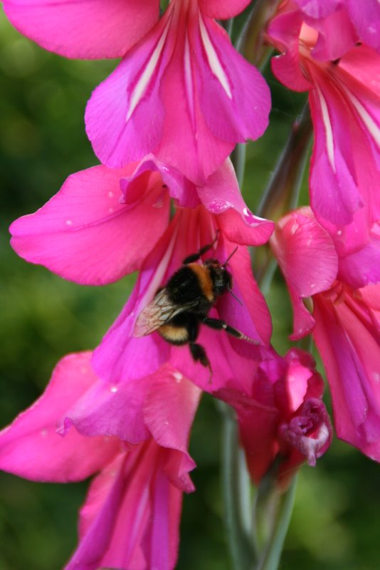 Wilde Form der Iris + Biene