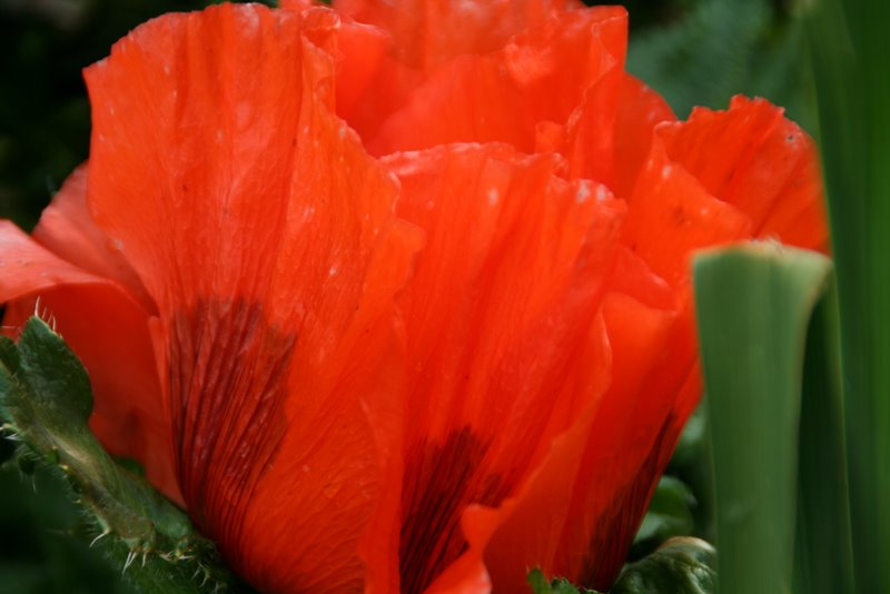 Poppy (auf deutsch Mohn)