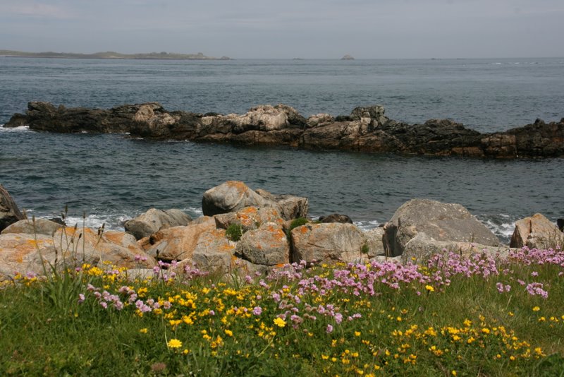 Küste vor Fort Clonque mit Frauenschuh und Grasnelken
