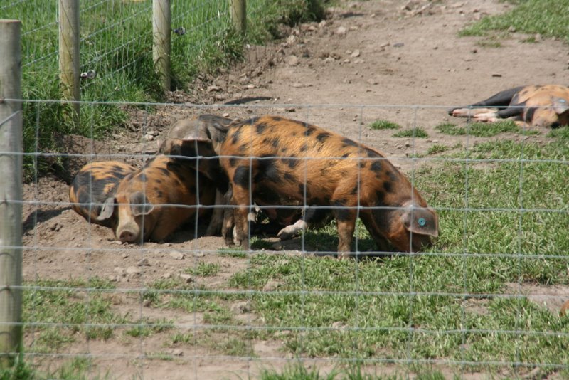 Süße Schweinchen in weiten Gehegen