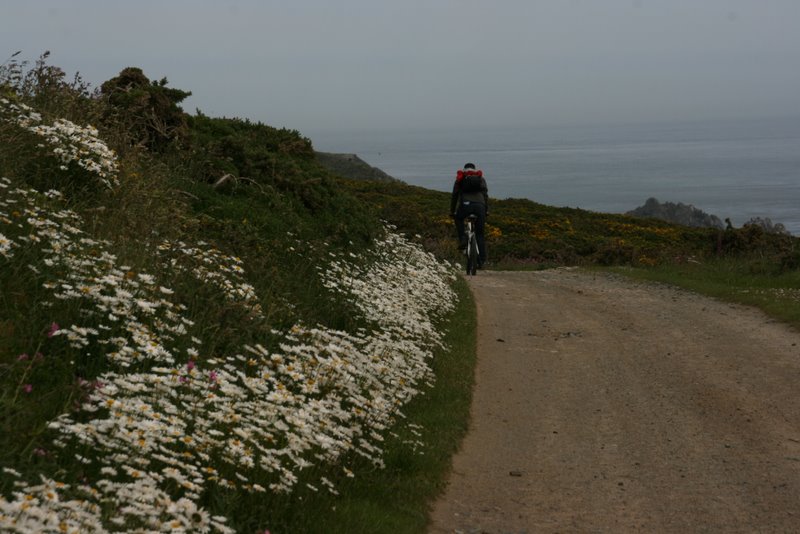 Küstenradweg mit Margariten