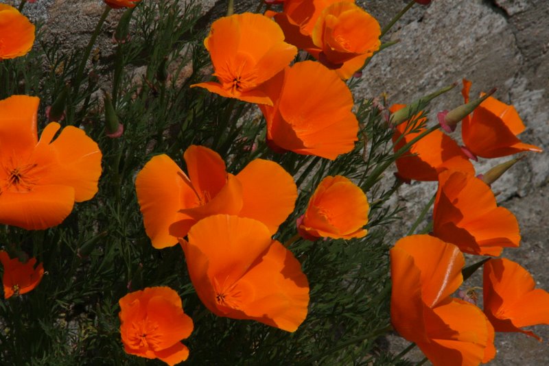 Gold- oder Islandmohn