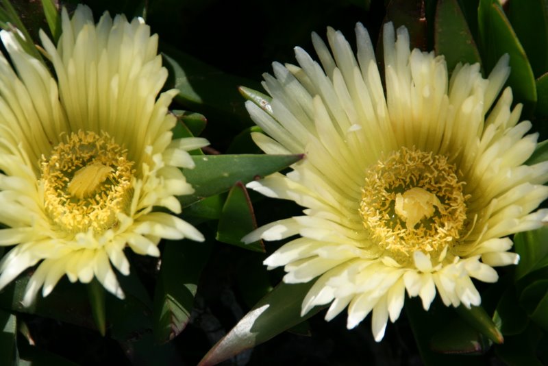 Mittagsblume