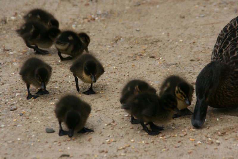 Die Enten bei Sausmarez Manor