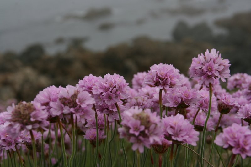 Grasnelken auf Lihou Island