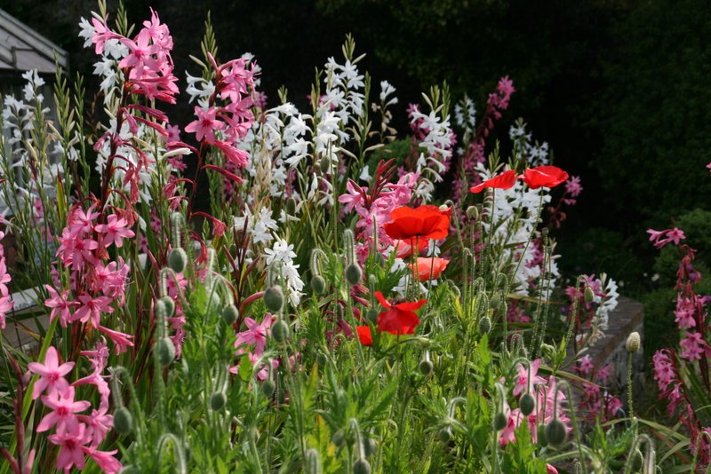 Im Candie Garden