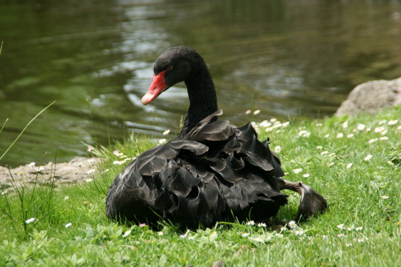 Schwarzer Schwan im Samarès Garden