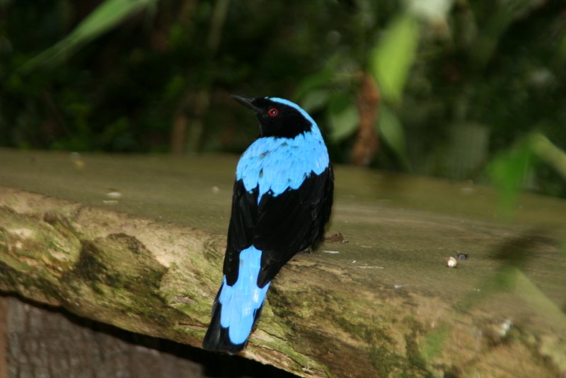 Asia Fairy Bluebird im Durrell Wildlife Park