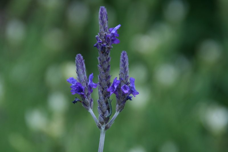Lavender Farm