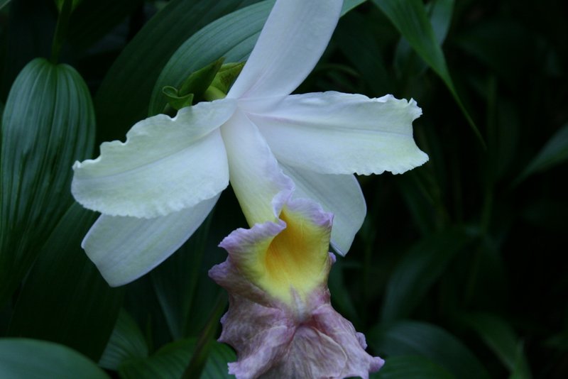 Eric Young Orchid Foundation
