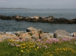 Küste vor Fort Clonque mit Frauenschuh und Grasnelken