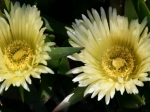 Mittagsblume
