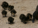 Die Enten bei Sausmarez Manor